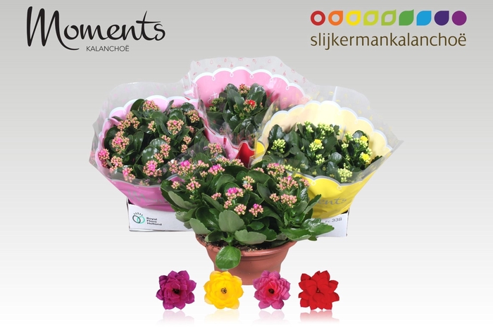 <h4>KAL GE GEM 4 KL</h4>