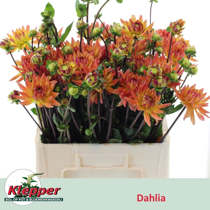 <h4>DAHL KARMA CORONA</h4>