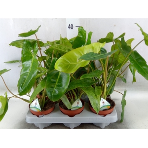 Philodendron   ...
