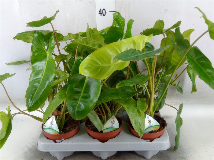 <h4>Philodendron   ...</h4>