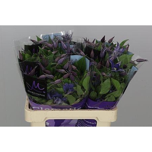 Clematis Blue Pirouette