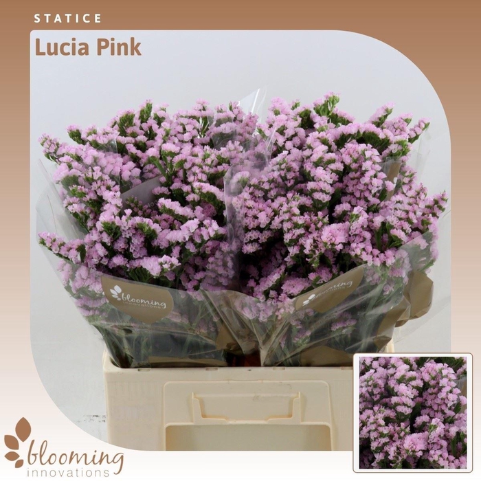 <h4>Statice Lucia Pink</h4>