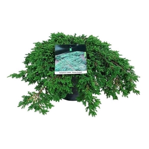 Juniperus comm. 'Green Carpet'
