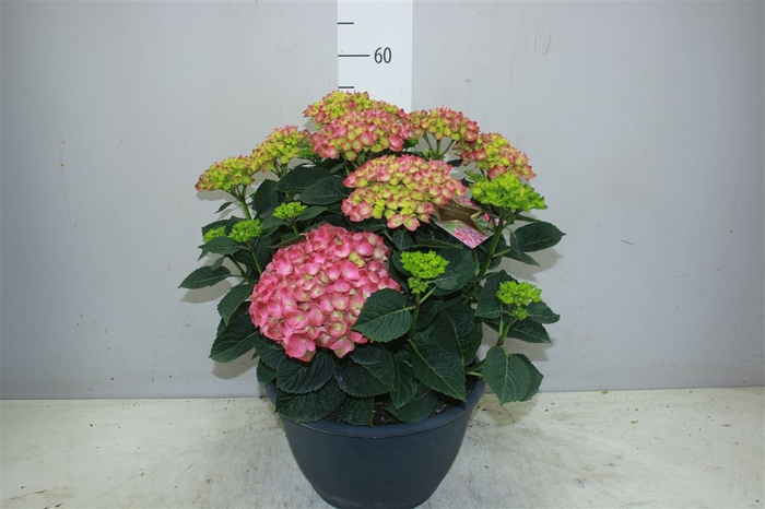 <h4>Hydrangea Macr Early Rosa 15+</h4>