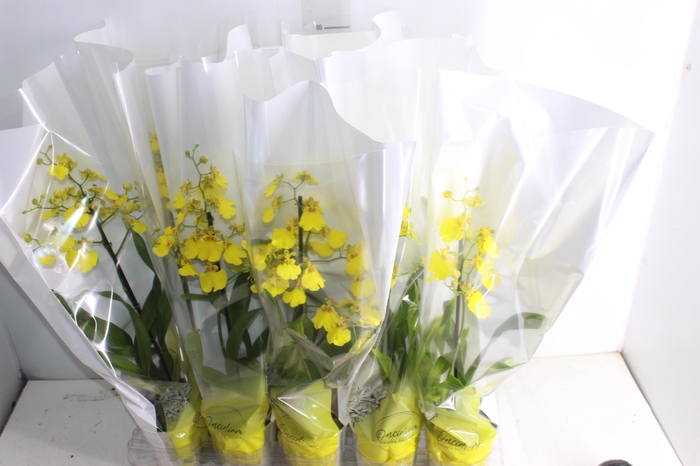 <h4>ONCIDIUM ALOHA P12</h4>