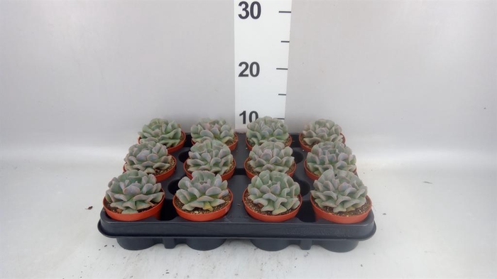 <h4>Echeveria   ...</h4>