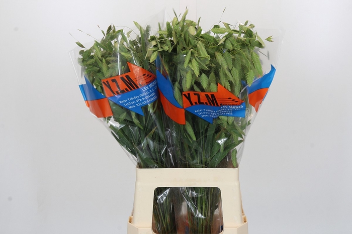 <h4>Chasmanthium latifolium 'Mantis'</h4>