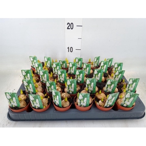 Muscari  'Magic White'