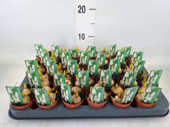 <h4>Muscari  'Magic White'</h4>