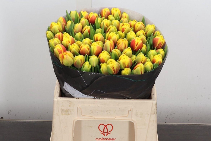 <h4>Tu Du Shell</h4>