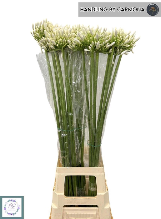 <h4>Agap White Charm</h4>