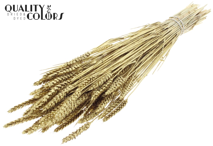 <h4>Triticum per bunch Gold + Glitter</h4>
