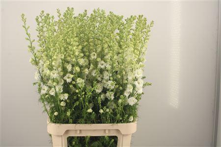 <h4>Delph Rids White</h4>