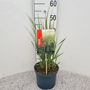 Panicum Vir. Northwind P19