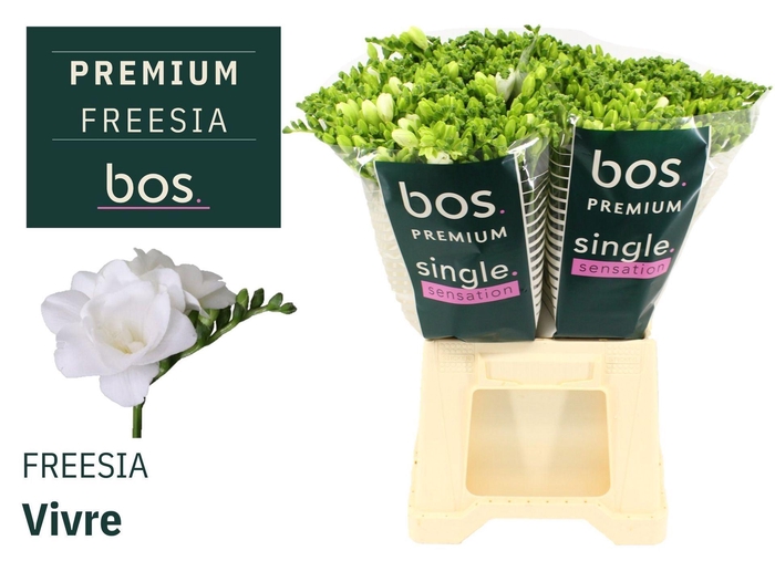 <h4>Freesia du Vivre</h4>