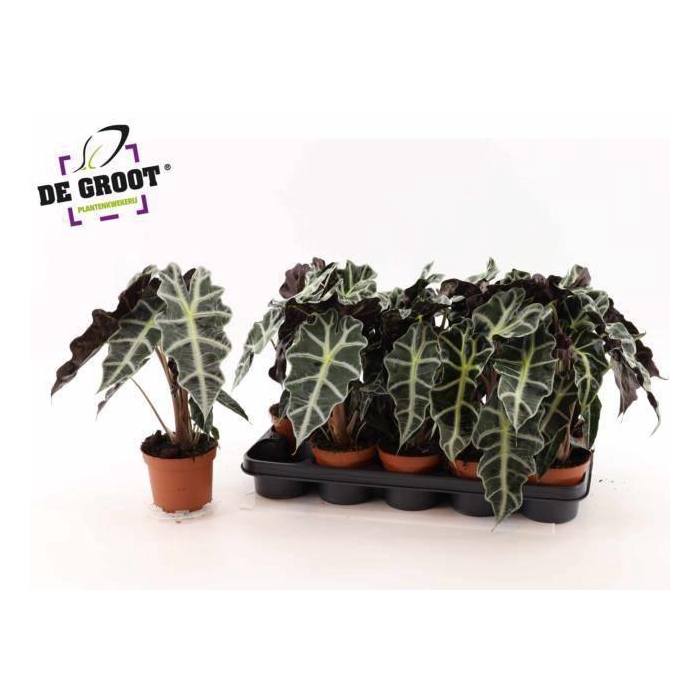 <h4>Alocasia Polly 12Ø 35cm</h4>