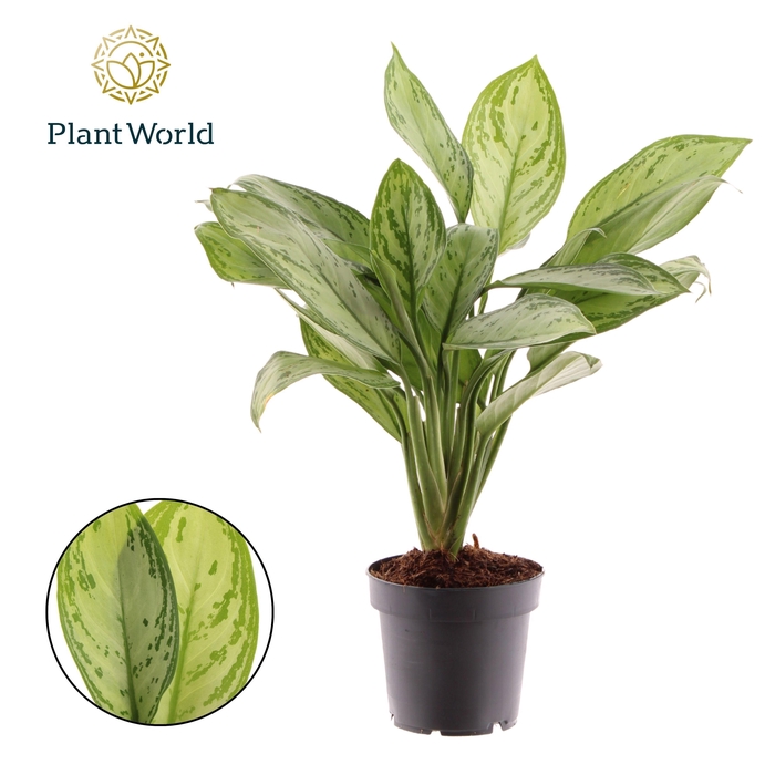 <h4>Aglaonema Maria Christina</h4>
