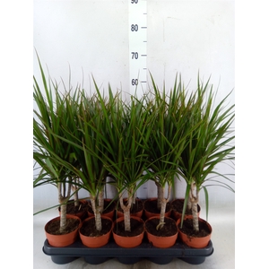 Dracaena marg.