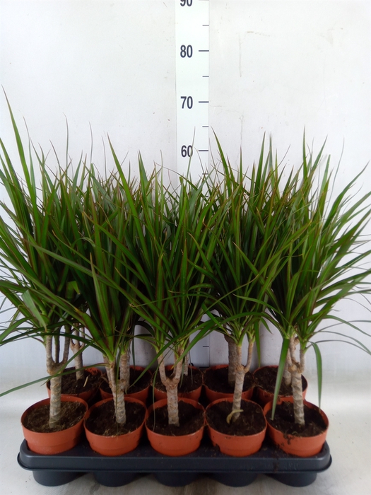 <h4>Dracaena marg.</h4>