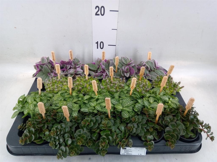 <h4>Planten  ..mix</h4>