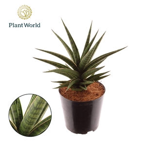 Sansevieria Blue Dancing Queen