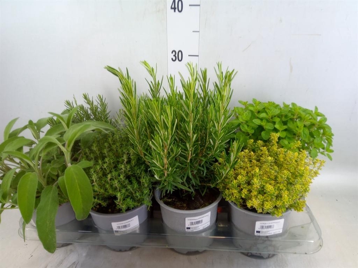 Tuinkruiden   ...mix