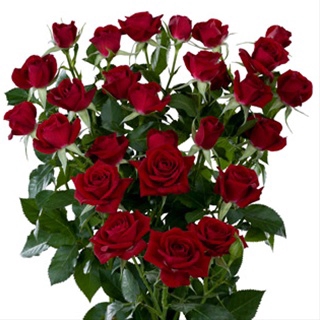 ROSA SPRAY RUBICON 040 CM