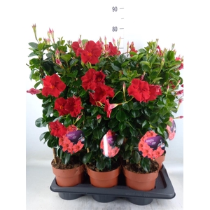 Mandevilla am. 'Diaman Topaze Ver'