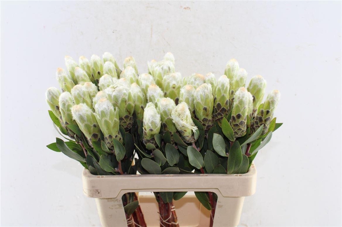 <h4>Protea Mundi</h4>