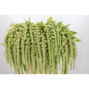 Amaranthus Caudatus Cycloop