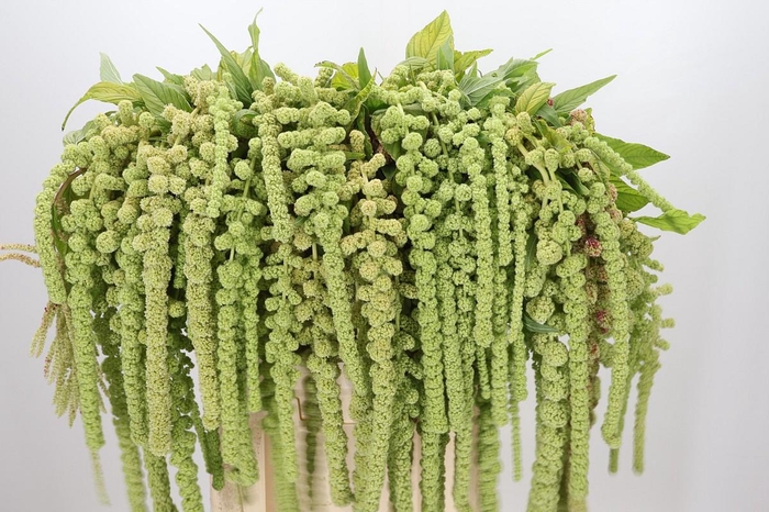 <h4>Amaranthus Caudatus Cycloop</h4>