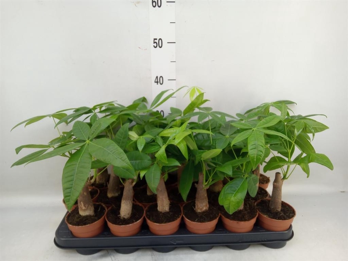 <h4>Pachira aquatica</h4>