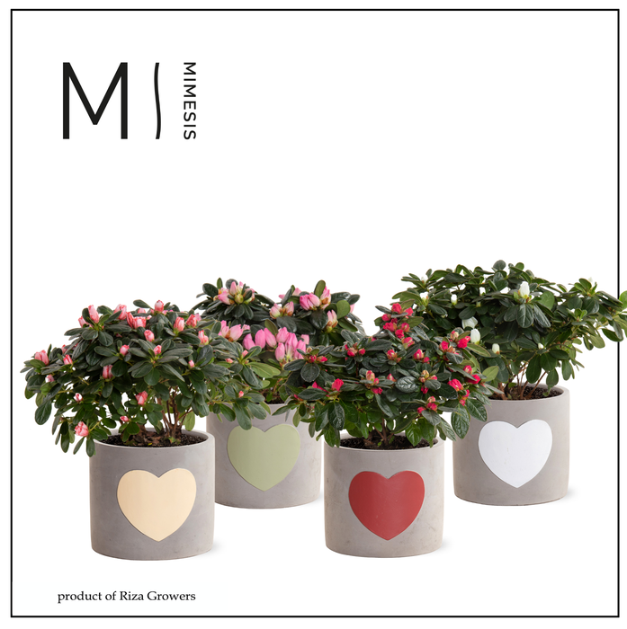 <h4>Azalea Mix - 13 cm in Jolijn keramiek - Nature World</h4>