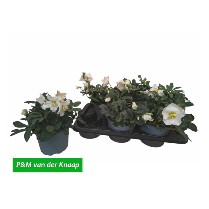 <h4>HELL NI CHR CAROL</h4>