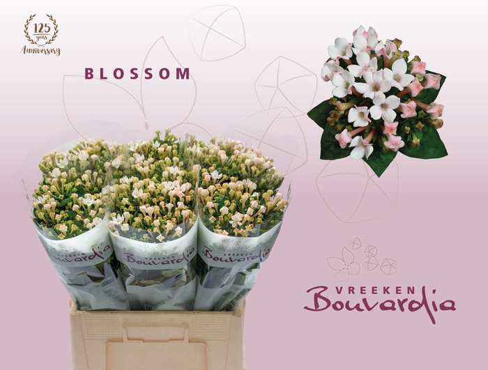 <h4>BOU EN BLOSSOM</h4>