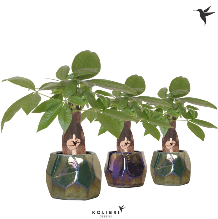 <h4>Kolibri Greens Pachira in Pearl pot blue green mix</h4>