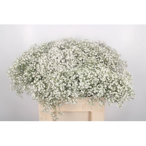 Gyps Pa Xlence Short