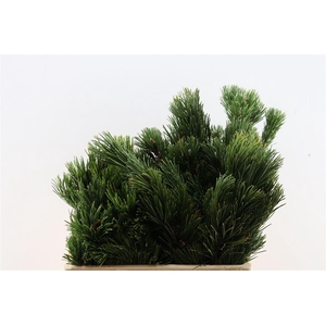 Pinus Mugo Per Tak