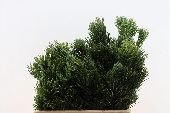 <h4>Pinus Mugo Per Tak</h4>