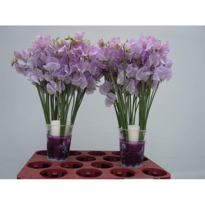 <h4>Lathyr Wi Sunshine Lavender</h4>