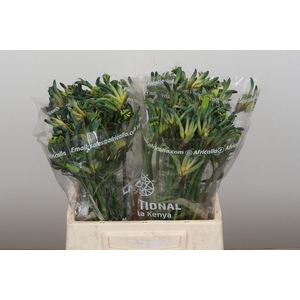 Anigozanthos Celebrations Firework