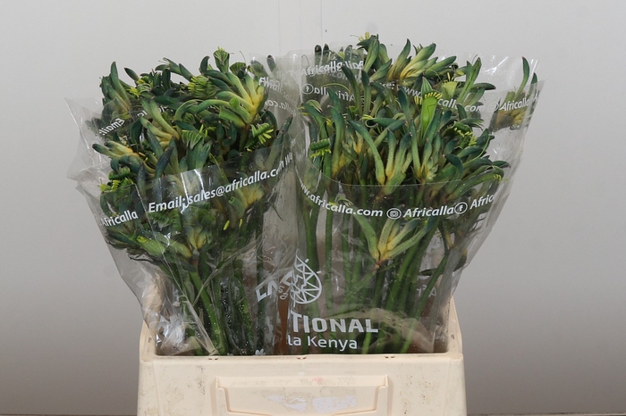 Anigozanthos Celebrations Firework