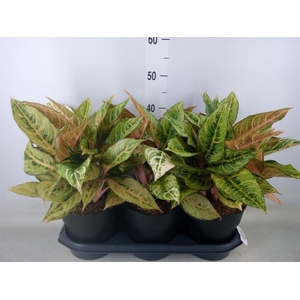 Aglaonema   ...