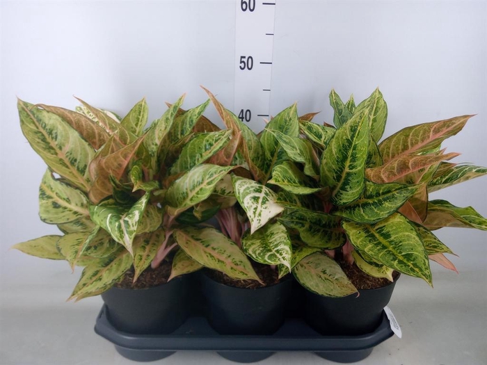 <h4>Aglaonema   ...</h4>