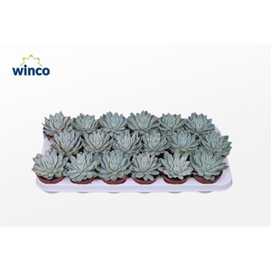 Echeveria Violet Queen