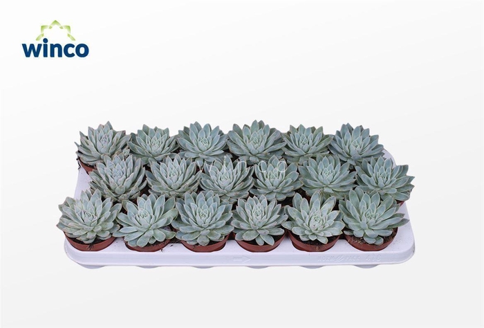<h4>Echeveria Violet Queen</h4>