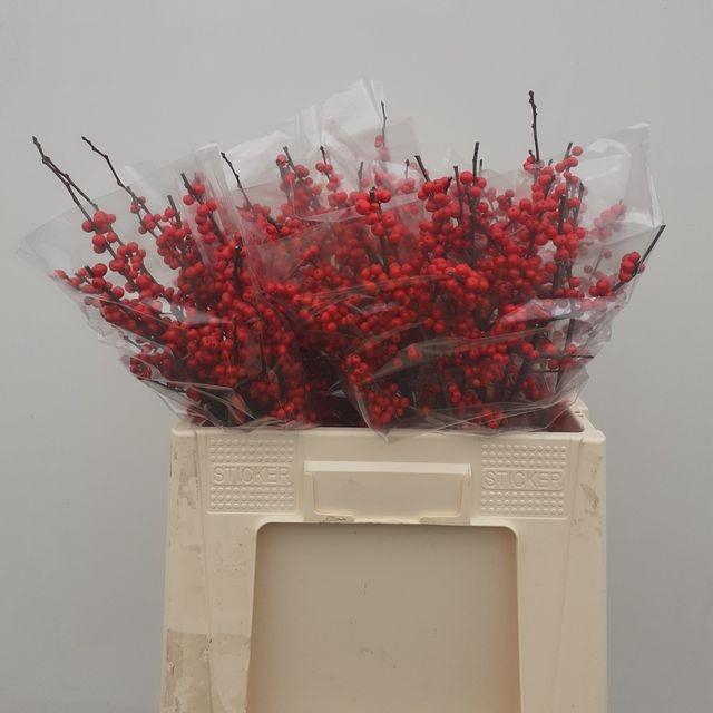 <h4>Ilex verticillata L 6</h4>