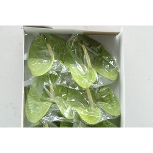 Anth A Grand Slam X 10