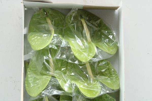 <h4>Anth A Grand Slam X 10</h4>