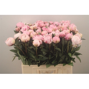 Paeo L Sarah Bernhard Pink X60
